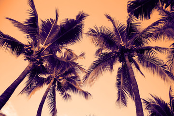 Fototapeta na wymiar Silhouette palm tree with vintage filter (background)