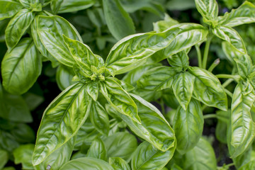 Fresh Garden Basil