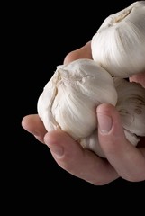 Hands holding garlic bulbs
