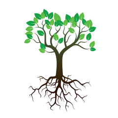 Obraz premium Color Tree and Roots. Vector Illustration.