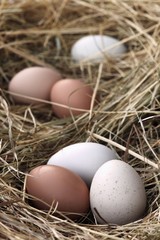Fresh Organic Eggs in a Hay Nest