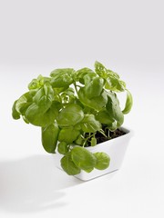 Basil in a pot