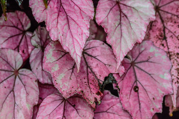 Pink leaf