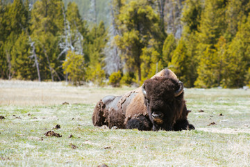 An old bison resting in a field in Yellowstone National Park
