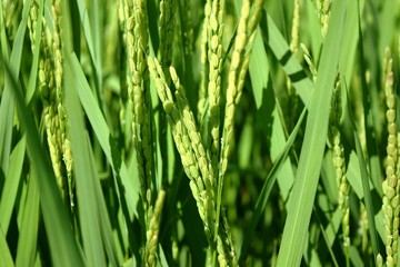 実り始めた田園風景／山形県の庄内地方で、稲が実り始めた田園風景を撮影した写真です。