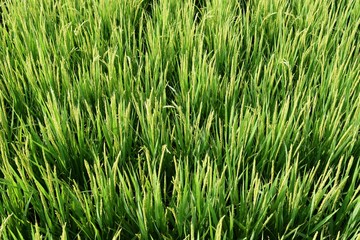 実り始めた田園風景／山形県の庄内地方で、稲が実り始めた田園風景を撮影した写真です。