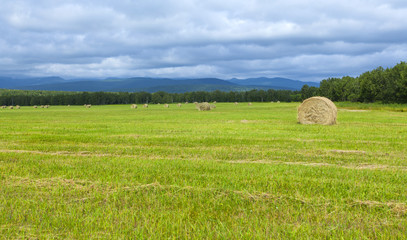 Round hay bales on the green field