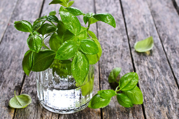 Fresh basil