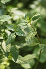Peppermint in the sunshine © superfood