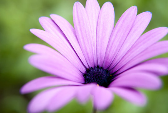 close up of a pretty purple flower with a blurry green background