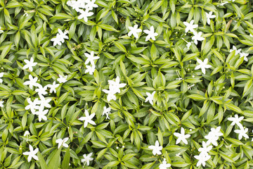 white flower and green leaves background
