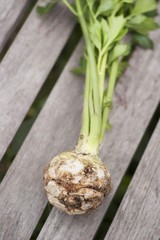 Freshly harvested celeriac (Apium graveolens) on a wooden bench