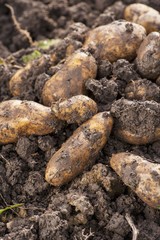 Fototapeta na wymiar Freshly harvested potatoes on the moist earth