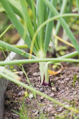Red onions growing in the garden