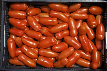 Organic tomatoes of the variety 'Hochloma' in a crate