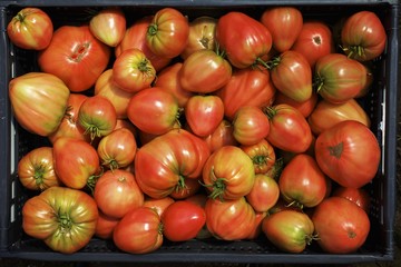 Organic tomatoes of the variety 'Oxheart'