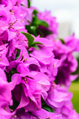 Bougainvillea
