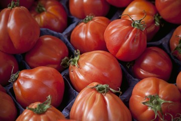 Beef tomatoes of the variety 'Beefsteak'