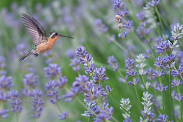 Rufous Hummingbird