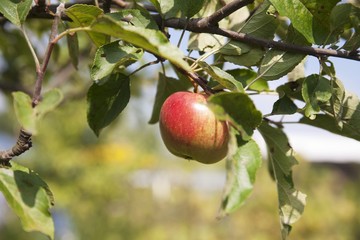 An apple on a tree