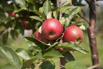 Red apples on the tree