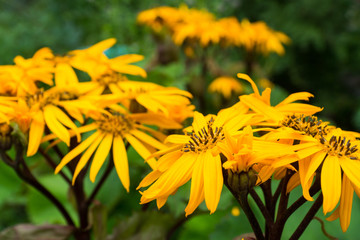 Flower Ligularia dentata orthello
