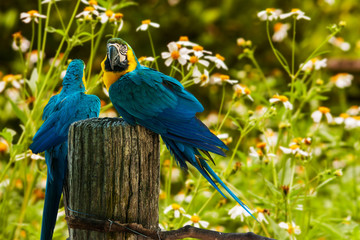 blue and yellow parrots on white flower background