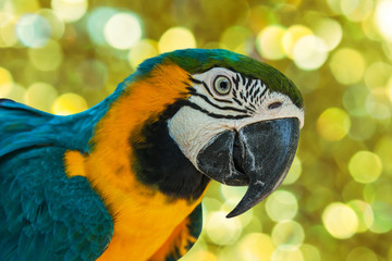 blue and yellow parrots on white flower background