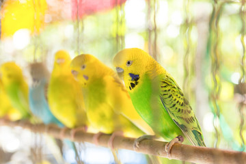 Budgerigar in birdcage