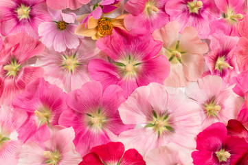 Obraz na płótnie Canvas beautiful background of colorful flowers