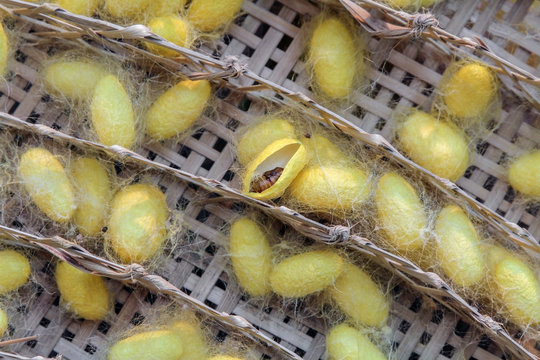 chrysalis silkworm in yellow cocoon, , Life cycle of Silkworm.