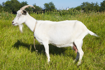 Fototapeta premium Goat in pasture