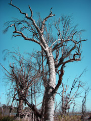 aged and worn vintage photo of tree