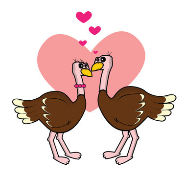 ostrich romantic couple
