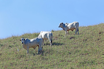 Cattle in the pasture