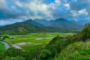 Overlooking the taro farms in Hanalei Valley, Kauai, Hawaii, USA