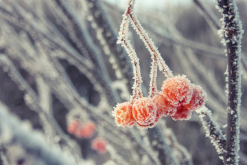 The berries rowan in hoarfrost. Russian nature - obrazy, fototapety, plakaty