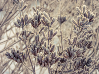 The leaves with white hoarfrost. Russian nature