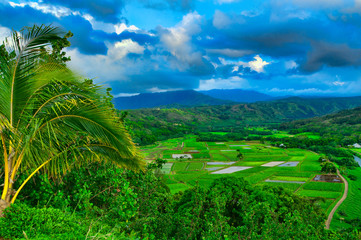 Fototapeta na wymiar Overlooking the taro farms in Hanalei Valley, Kauai, Hawaii, USA