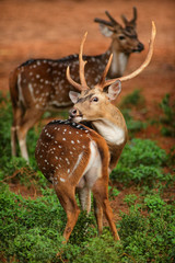 Deers