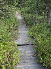Boggy Boardwalk