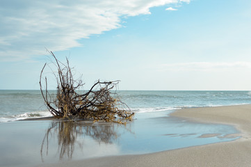 Dry tree rests on the Pacific beach of Las Penitas near Leon, Nicaragua. It was brought in to the coast after huge waves hit the Pacific shore in May 2015. Black and white