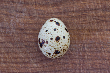 Fototapeta premium quail eggs