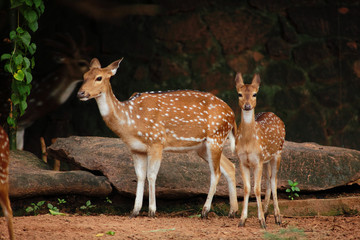 Deers