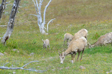 Big horn sheep ewe and juvenile eating grass