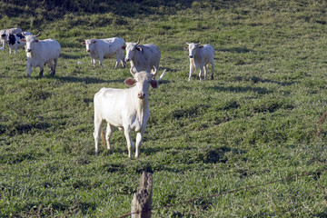 Cattle in the pasture