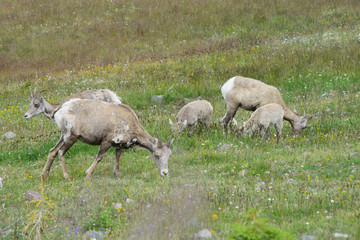 Obraz na płótnie Canvas Big horn sheep ewe and juvenile eating grass