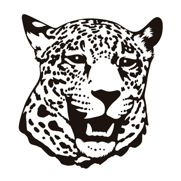 Leopard 001