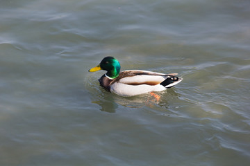 Mallard Duck