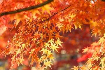 Autumn leaves
